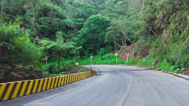 Forward moving vehicle passes winding tropical highway with roadside dogs