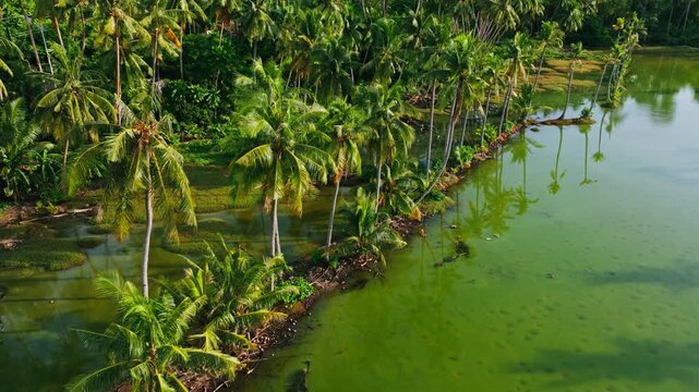 Slow aerial flight reveals calm mangrove lagoon beneath glowing palm silhouettes