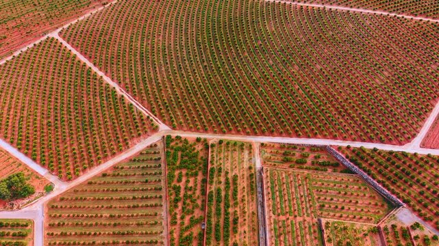 Top down view of geometric rows in citrus orchard. Bird's eye perspective showing the curved parallel lines and patterns of an orange tree plantation on red earth.