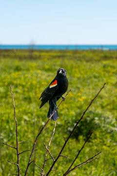 Red-winged blackbird (Agelaius phoeniceus) perched on bare branches in a grassy field, displaying vibrant plumage in a natural habitat