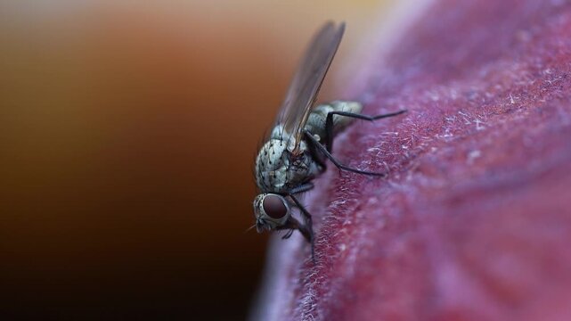 A fly foraging on a rotten plum (macro)