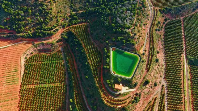 High angle shot of turquoise irrigation storage pool among terraces. Factual drone view of a geometric turquoise water storage facility surrounded by green terraced citrus trees.