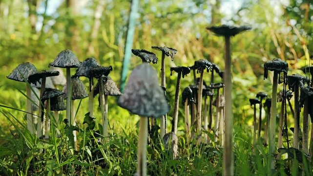 Organic fungal decay unfolds as black spores drip beneath fragile caps