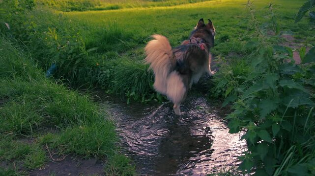 Husky dog plays in freshwater spring rippling water