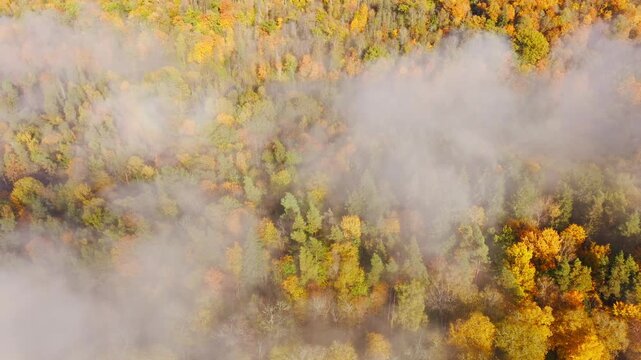 Dense mist obscures forest details reflecting confusion secrecy and doubt