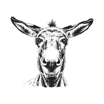 Donkey head portrait black and white ink sketch on white background