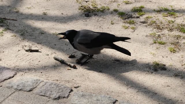 A crow feeding in a park. Sopot, Poland.