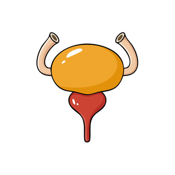 Stylized illustration of the human urinary bladder and urethra anatomical structures