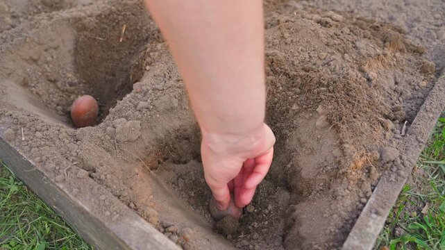 Placing potatoes in holes and covering with soil close-up. Manual potato planting process