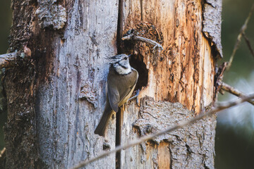  a hole in a old spruce tree is the nest from a crested tit © DoreenB. Photography
