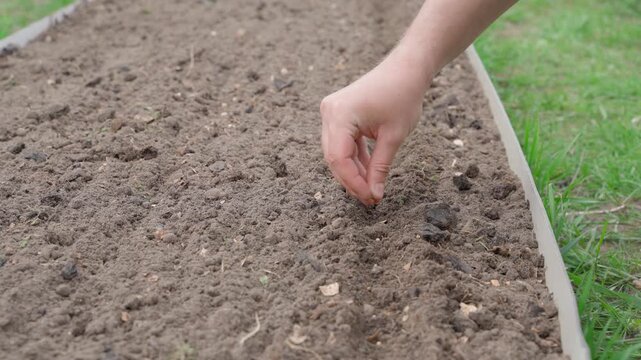 Hand sowing coriander seeds in prepared garden bed close-up