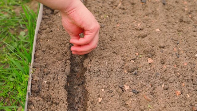 Hand sowing radish seeds in prepared garden bed
