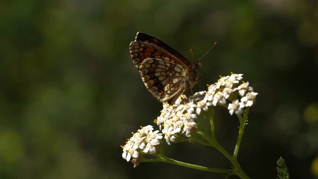 A heath fritillary (Melitaea athalia) foraging on a white flower