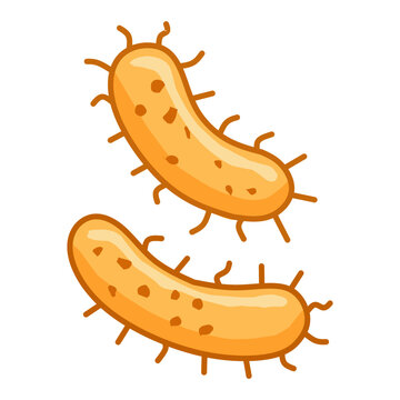 Orange Diplococcus Bacterium Vector Medical Illustration