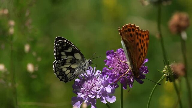 A Marbled White (Melanargia galathea) foraging on a flower together with asilver-washed fritillary (Argynnis paphia)
