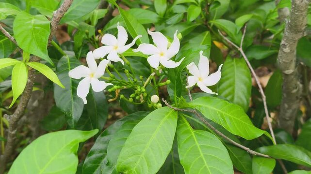 Beautiful pinwheel flowers bloom elegantly on a lush shrub. These pristine white blossoms thrive inside a vibrant botanical garden. The delicate petals sway gently in the breeze.