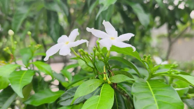 Beautiful pinwheel flowers bloom elegantly on a lush shrub. These pristine white blossoms thrive inside a vibrant botanical garden. The delicate petals sway gently in the breeze.