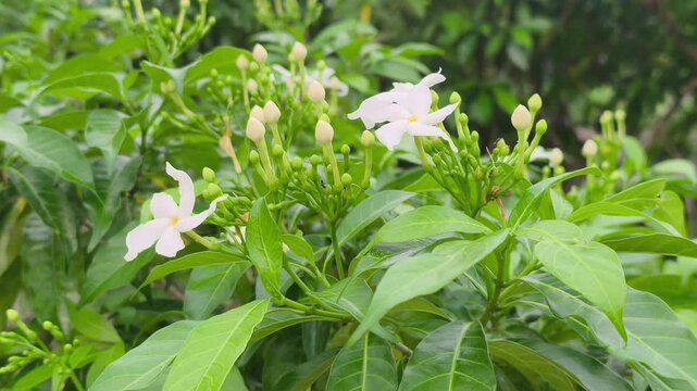 Beautiful pinwheel flowers bloom elegantly on a lush shrub. These pristine white blossoms thrive inside a vibrant botanical garden. The delicate petals sway gently in the breeze.