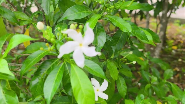 Beautiful pinwheel flowers bloom elegantly on a lush shrub. These pristine white blossoms thrive inside a vibrant botanical garden. The delicate petals sway gently in the breeze.