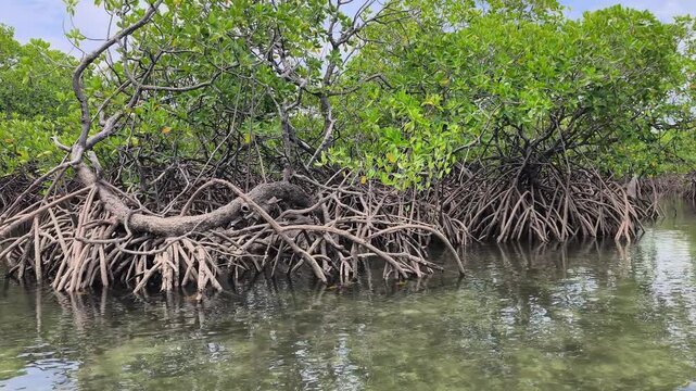 A lush mangrove forest thrives along the coast. It acts as a natural buffer against waves to prevent erosion. This unique ecosystem provides a rich habitat for flora and fauna.