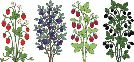 Fresh Berry Bush Vector Set with Wild Strawberry Blueberry Raspberry and Blackberry Plants for Botanical Garden and Organic Food Design Elements © mstLilima