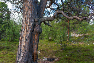 Fototapeta premium Conks growing on a pine trunk