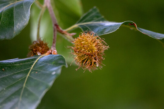 European beech tree branch with developing nuts