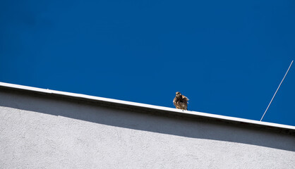 Ptak drapieżny, myszołów włochaty (Buteo lagopus), siedzi na krawędzi dachu budynku mieszkalnego. Budynek o gładkiej, jasnej fasadzie kontrastuje z czystym, błękitnym niebem.  © Grzegorz