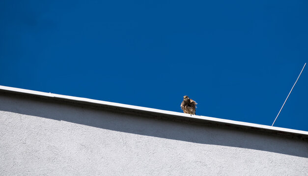 Ptak drapieżny, myszoł&oacute;w włochaty (Buteo lagopus), siedzi na krawędzi dachu budynku mieszkalnego. Budynek o gładkiej, jasnej fasadzie kontrastuje z czystym, błękitnym niebem. 