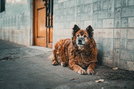 perro sin hogar