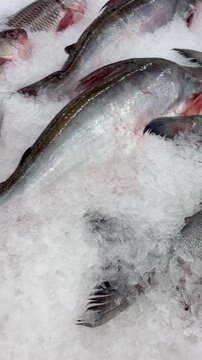 Fresh red-bellied pacu fish displayed on a bed of ice at a local market, highlighting freshwater seafood, freshness, quality, and traditional fish trade in Southeast Asia.