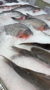 Fresh Thai freshwater fish including catfish and red-bellied pacu displayed on a bed of ice at a local market, showcasing freshness, seafood trade, and traditional food culture.