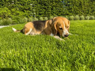 dorosły Beagle odpoczywający na zielonym trawniku w ogrodzie w słoneczny dzień © Kamil_k2p