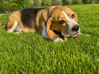 Portret beagle gryzącego kość leżąc na zielonym trawniku w słonecznym ogrodzie © Kamil_k2p