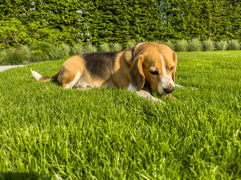 dorosły Beagle odpoczywający na zielonym trawniku w ogrodzie w słoneczny dzień
