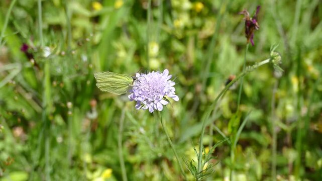 Common brimstone butterfly (Gonepteryx rhamni) moving around on a small scabious in Zurich, Switzerland