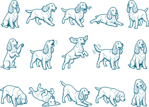 Cocker spaniel dog illustration pack containing multiple active and resting poses for design