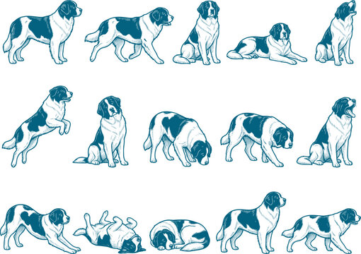 Collection of saint bernard dog sketches showing large breed canines in diverse poses