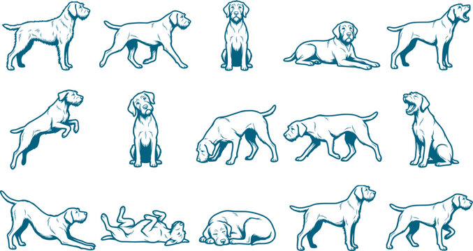 Hunting pack of german wirehaired pointer sketches showing athletic dog poses and field behaviors