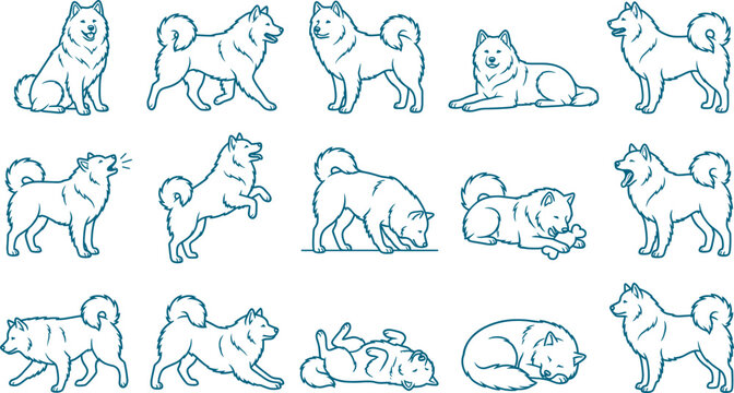 Bundle of samoyed dog sketches featuring fluffy canine breed characteristics and multiple poses