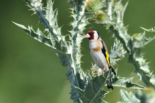 chardonneret elegant dans les chardons