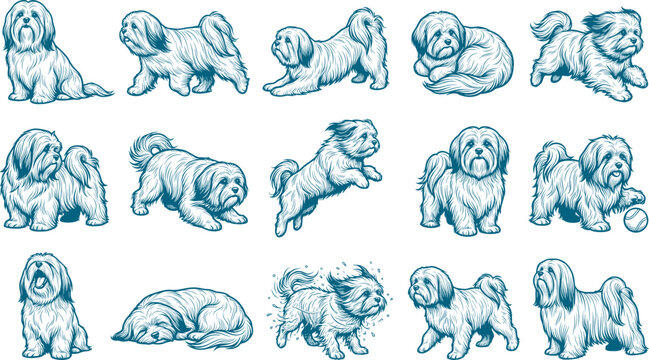 Fluffy shih tzu dog breed set featuring various playful and sitting illustrations