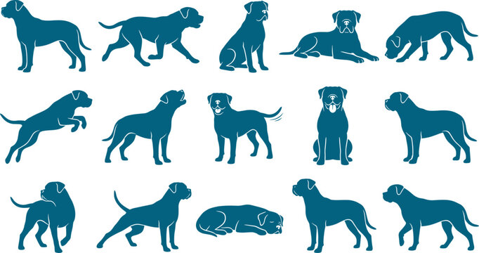 Bundle of cane corso dog silhouettes in powerful and calm poses for branding