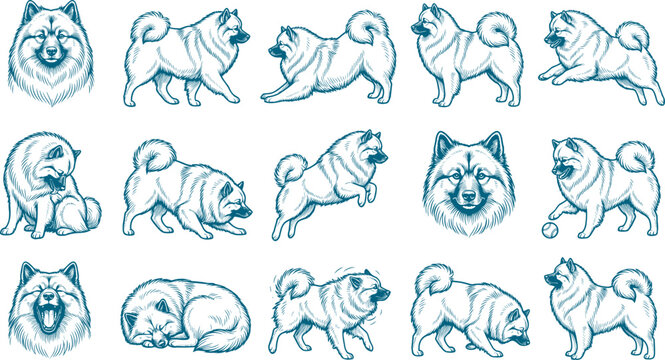 Detailed pack of keeshond dog illustrations featuring various facial expressions and body movements in blue ink