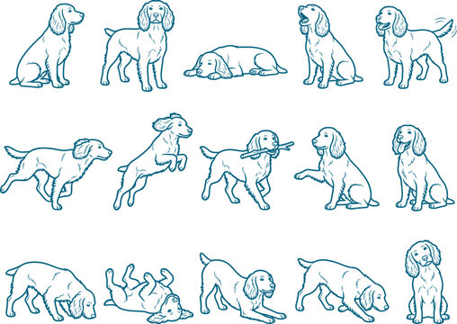 English cocker spaniel dog breed sketches set showing various playful and resting poses