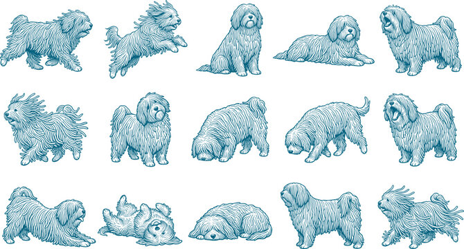 Fluffy puli dog breed engraving style illustration collection showing active canine poses set bundle
