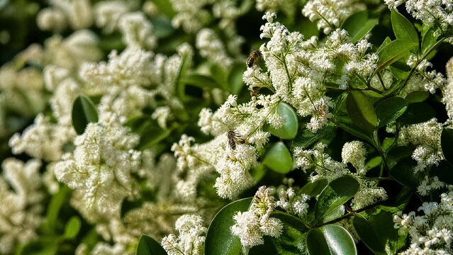 Dense privet shrub blooming with tiny white flowers, bees collecting nectar.