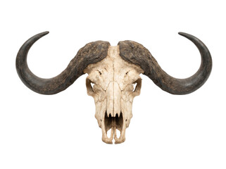 Fototapeta premium Full symmetry frontal view of a weathered African buffalo skull isolated on transparent background.