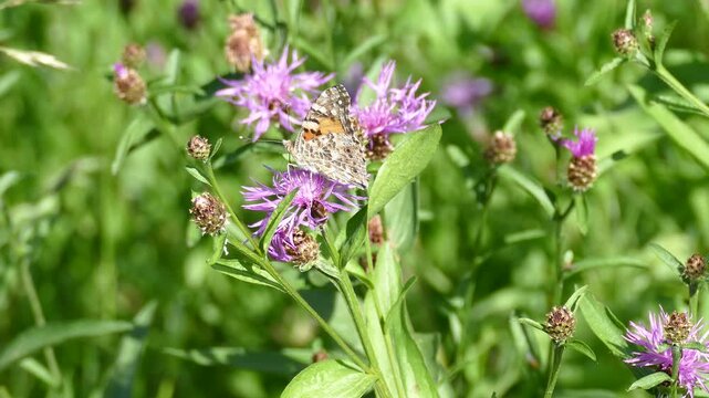 Painted Lady (Vanessa Cardui) Butterfly moving around on a pink scabiosa in Zurich, Switzerland
