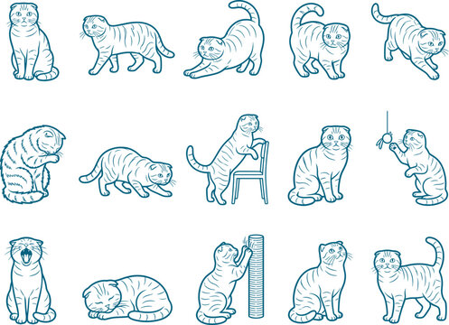 Tabby scottish fold cat illustrations pack featuring striped feline line art drawings